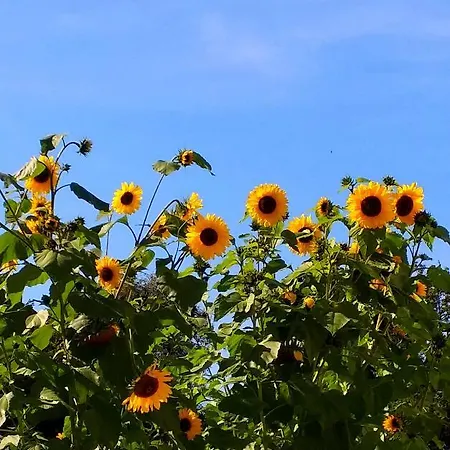 Apartament Wohlfuehlquartier Louisenlust *